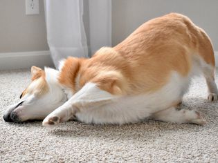 Brown and white dog rubbing its face on carpet