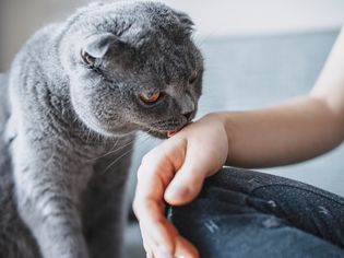Gray cat licking owner's hand