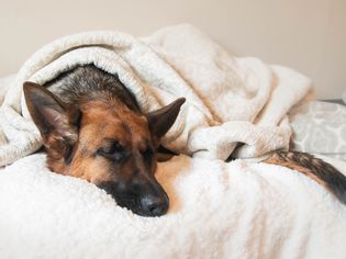 German Shepard dog sleeping on bed with blankets covering