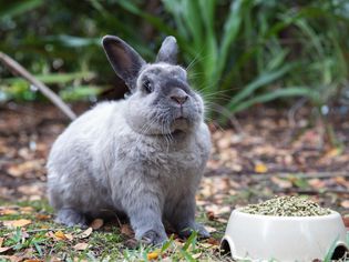 Gray rabbit sitting outside next to pet bowl with rabbit food