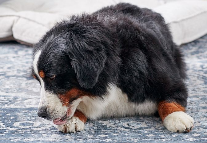 Bernese Mountain Dog licking his paws