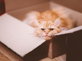 Ginger Tabby cat laying in a cardboard box