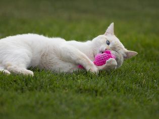 Flame point cat playing with a pink catnip mouse toy in the grass