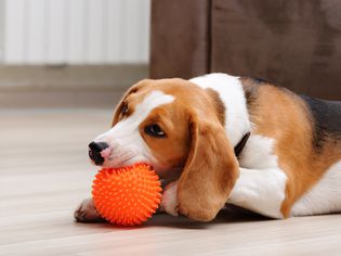 Beagle playing with an orange spikey ball toy