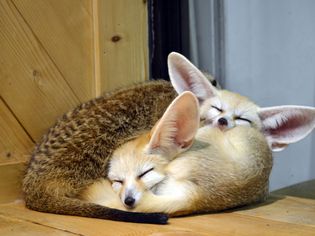 Wild animals - fennec kitten sleep