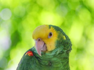 Yellow-Headed Amazon parrot