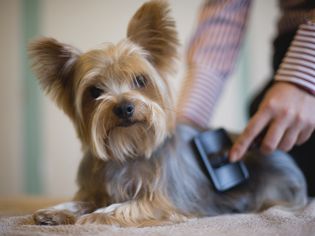 Yorkshire Terrier being groomed with brush, looking at camera