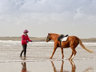 Horse being led to ocean water by its trainer