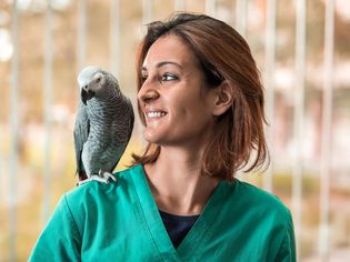 Young happy veterinarian with a parrot on her shoulder.