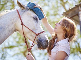 Young woman grooming horse with sponge