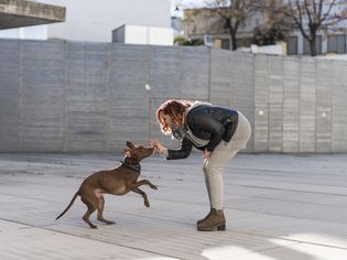 Person playing with dog outdoors