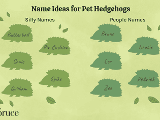 Illustration showing name ideas for pet hedgehogs