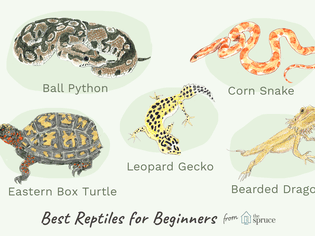 Illustration of best reptiles for beginners