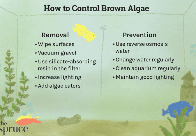How to control and prevent brown algae in aquariums