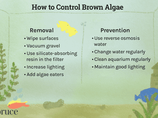 How to control and prevent brown algae in aquariums