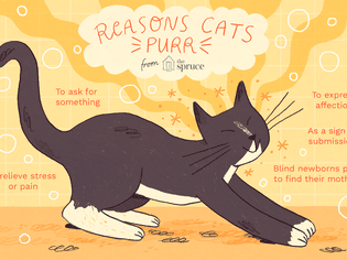 why do cats purr? reasons why cats purr