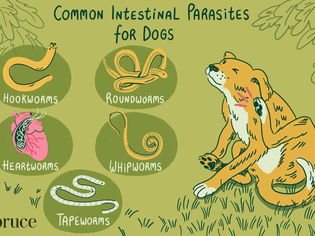 Illustration of the common intestinal parasites for dogs