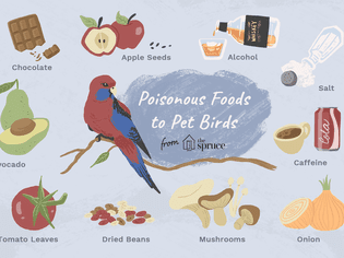 illustration of poisonous foods to pet birds