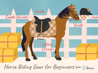 illustration of basic horse riding gear for beginners.