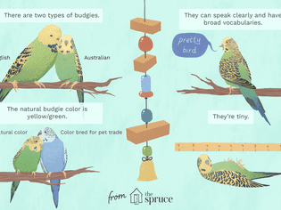 Budgie birds illustration