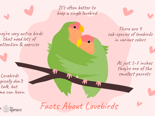 Illustrated facts about lovebirds.