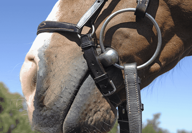 horse carrying a loose ring snaffle bit
