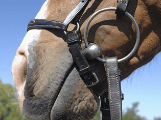 Close-up of a horse carrying a loose ring snaffle bit