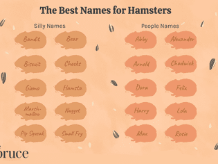 The Best Names for Hamsters