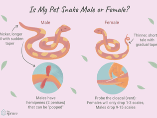how to tell the sex of a snake