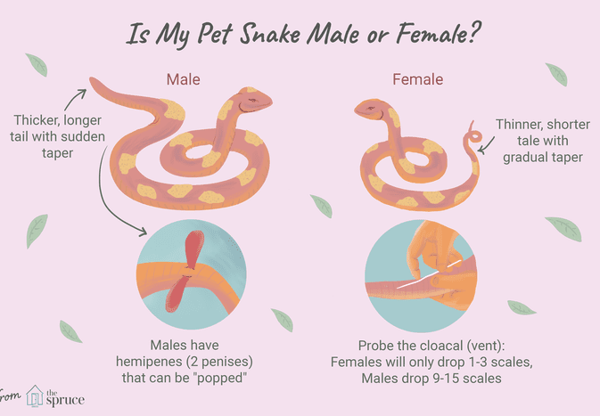 how to tell the sex of a snake