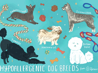 illustration of hypoallergenic dog breeds