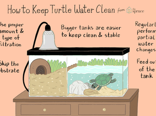illustration of how to keep turtle water and tanks clean