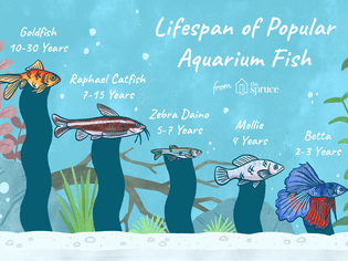 Illustration of the lifespan of popular aquarium fish