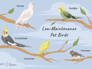 Low-maintenance pet birds species