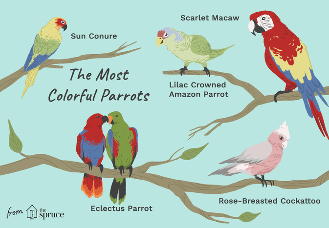illustration of the most colorful parrots as pets