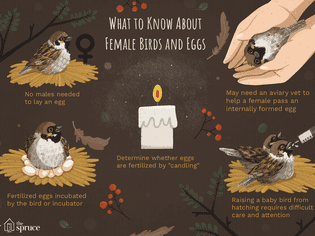 what to know about female birds and eggs illustration