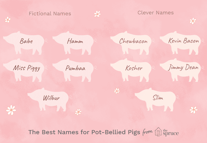 name ideas for pot bellied pigs