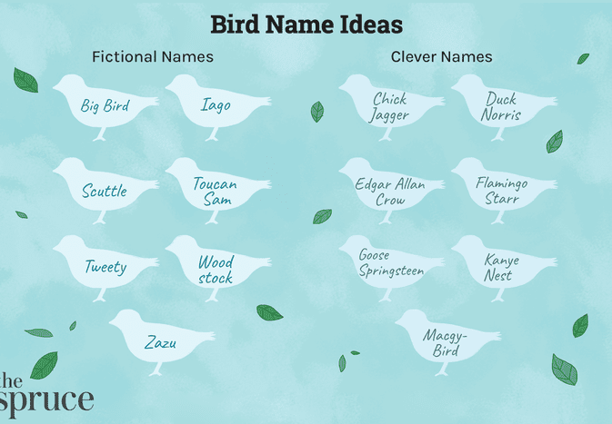 Bird Name Ideas