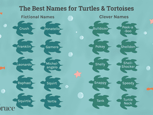 Names for Pet Turtles and Tortoises