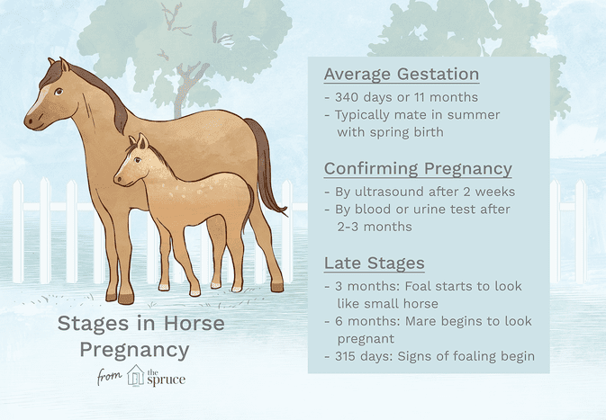 An illustration of the stages of horse pregnancy