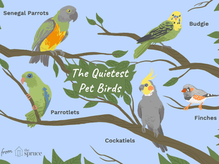 Illustration of the quietest pet bird species.