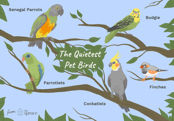 Illustration of the quietest pet bird species.