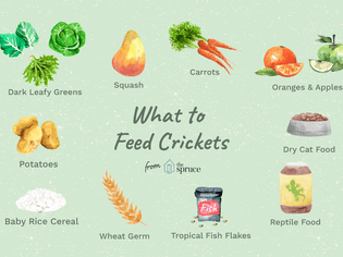 illustration of what to feed crickets