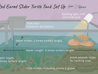 How to set up a red eared slider turtle tank