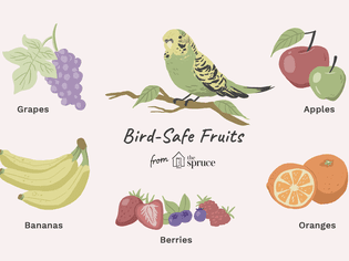 illustration of bird-safe foods