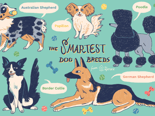 five smart dog breeds on a teal background