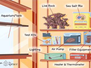 Checklist for Starting a Saltwater Aquarium at Home