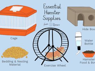 Essential hamster supplies