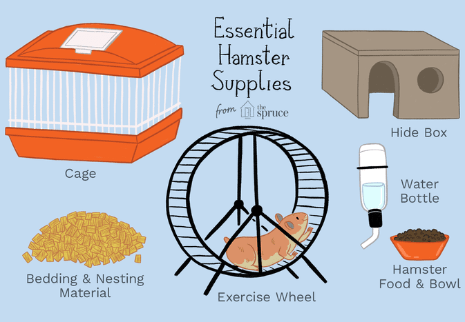 Essential hamster supplies