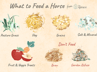 What to feed a horse